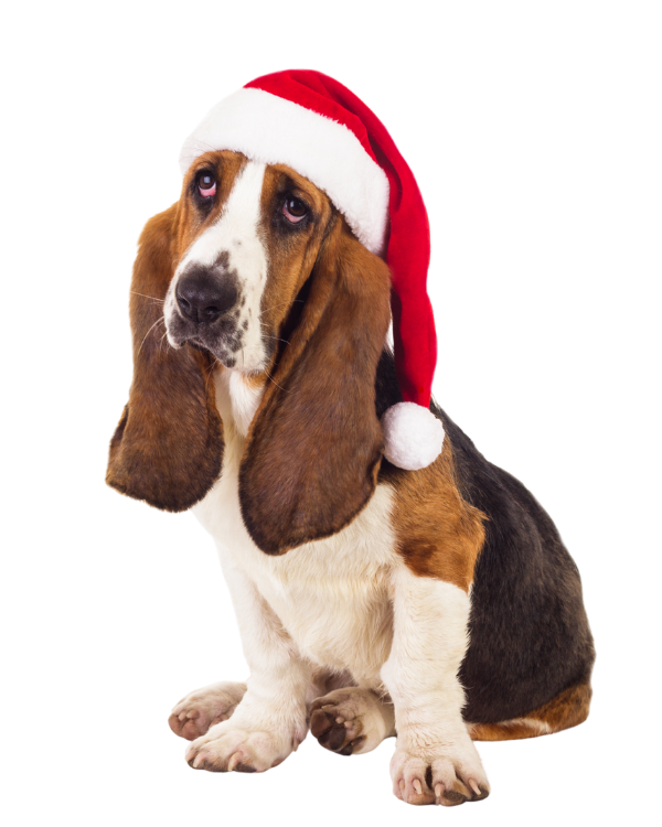 beagle christmas hat