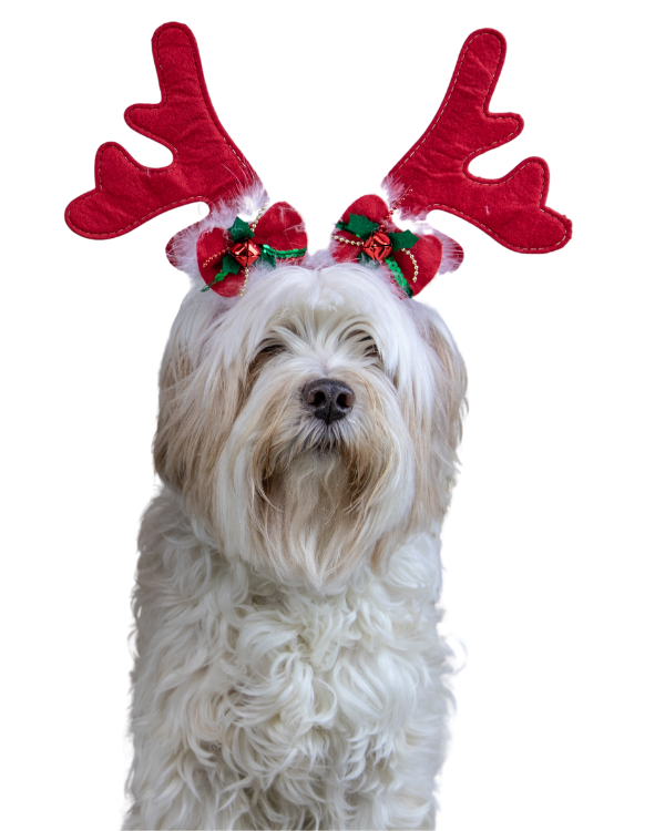 dog with antlers